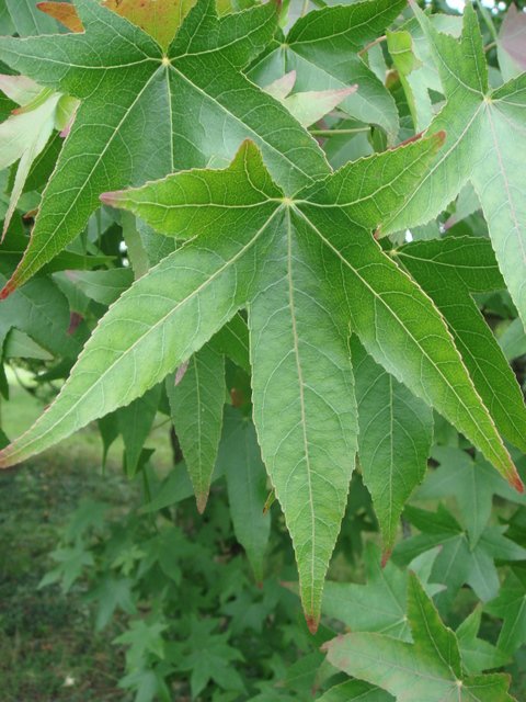 Liquidambar styraciflua feuille